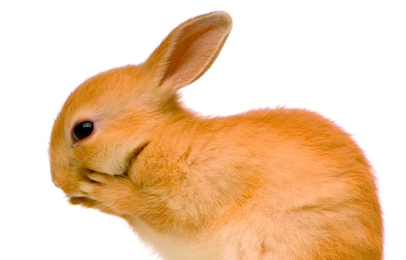 Els conills necessiten surtir de la gàbia per córrer en llibertat