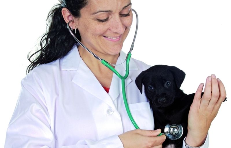 En cas d'urgència és millor trucar abans de portar l'animal