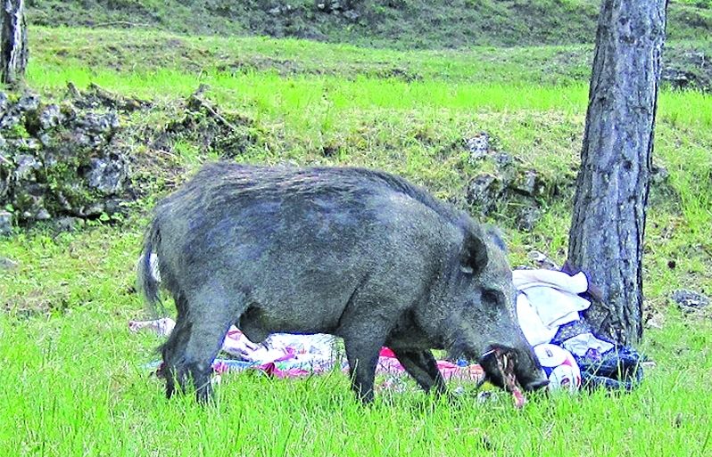 Darrerament ha augmentat molt el seu nombre