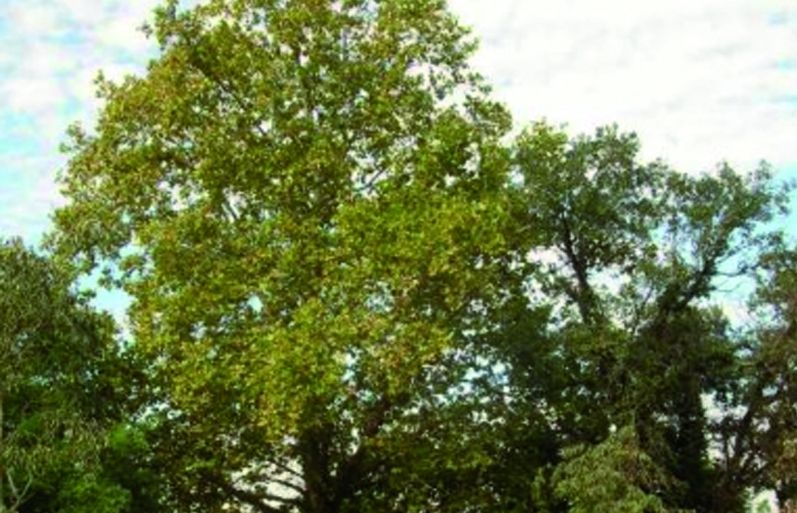 FOTO: Jordi Roca i Josep Castellví