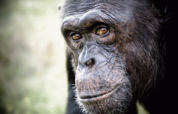 Un dels ximpanzés que viuen a la Fundació Mona. FOTO: Cedida