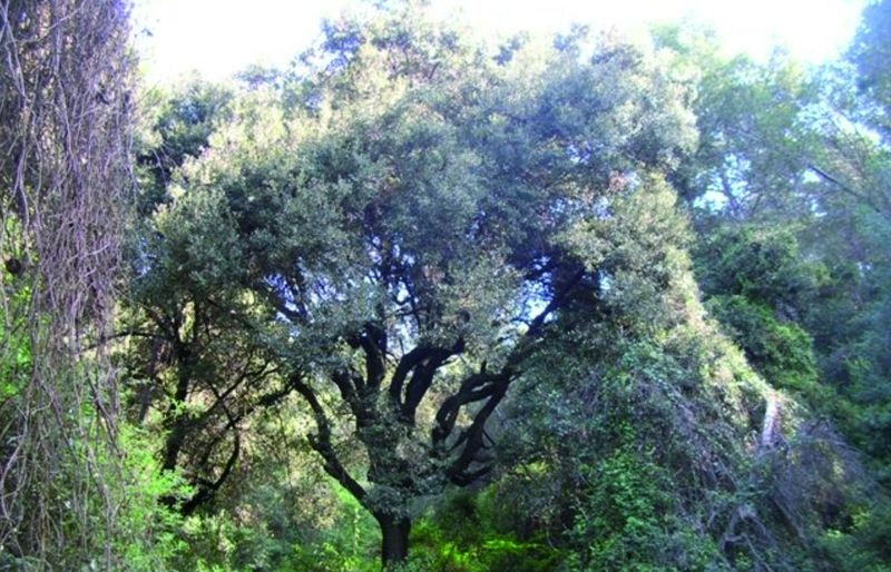 FOTO: Jordi Roca i Josep Castellví