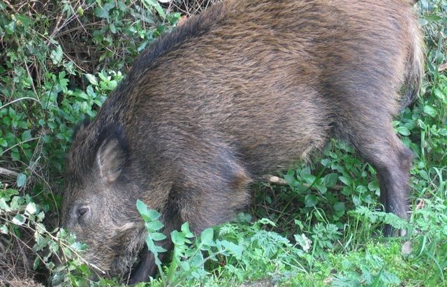 Aquesta imatge cada cop és més freqüent. FOTO: Arxiu