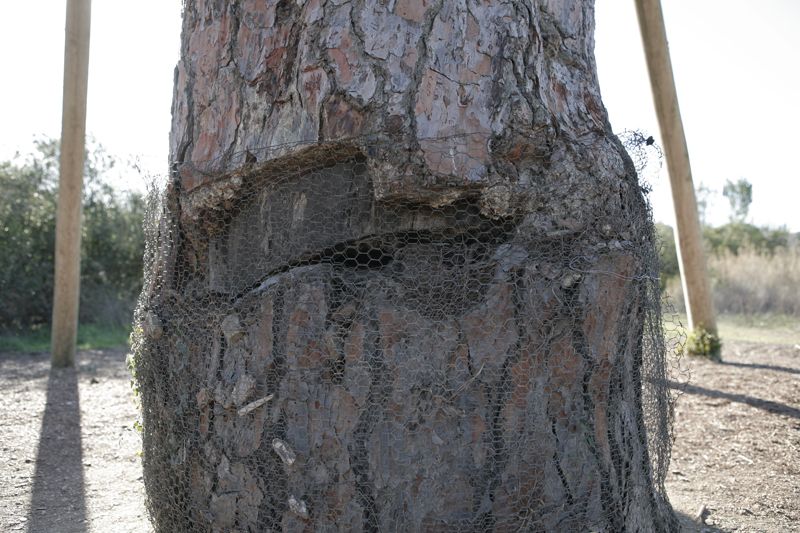 Estat actual de la ferida que va patir el pi