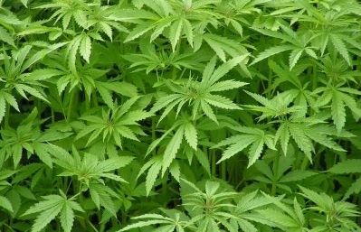 Plantes de marihuana. FOTO: Cedida