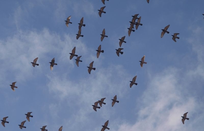 Prèviament es farà un estudi per delimitar-ne l'abast de la població de cotorres argentines i coloms. FOTO: Artur Ribera