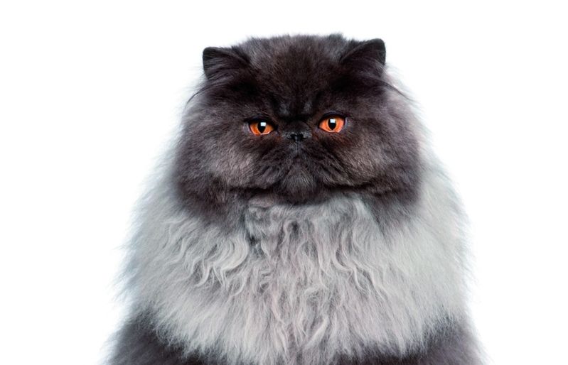 Els gats mengen herba per provocar-se el vòmit