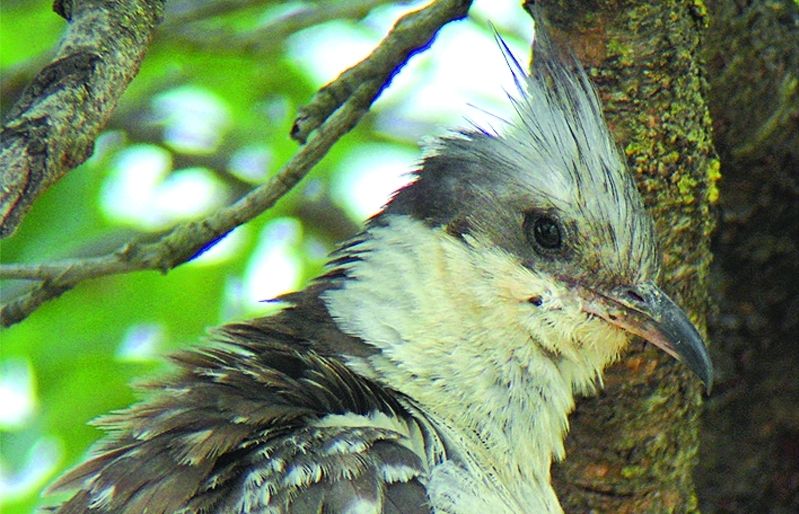 El cucut parasita nius d'altres ocells