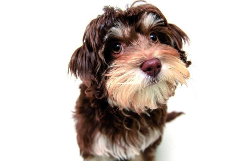 Les al·lèrgies es manifesten amb tos, erupcions a la pell...