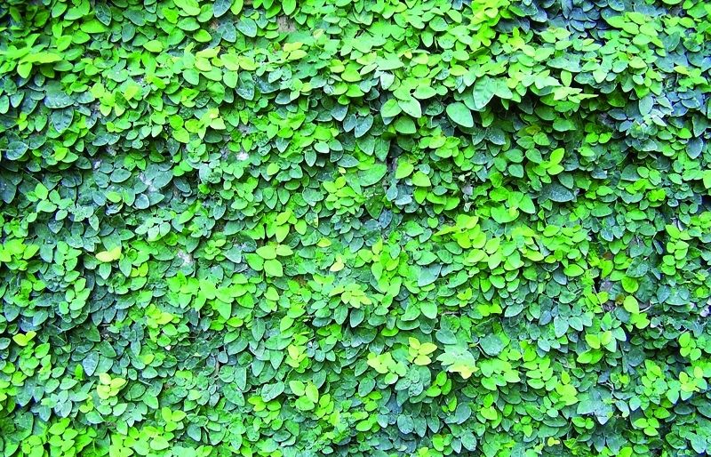 Aquesta planta no resisteix l'exposició directa al sol