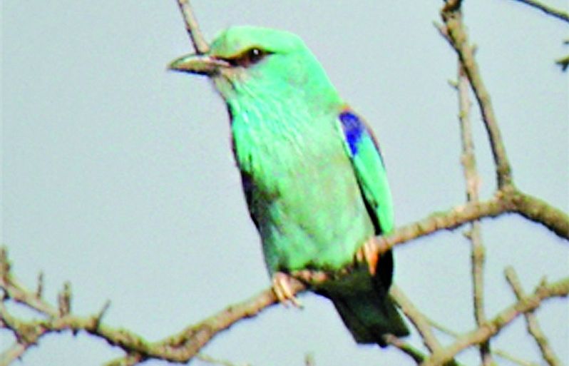 Se'l pot trobar a la Plana de Lleida i a l'Empordà