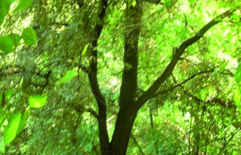 FOTO: Jordi Roca i Josep Castellví