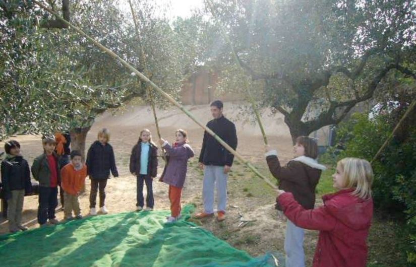 Alguns nens de les escoles del municipi han pogut aprendre a collir olives