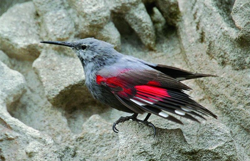 Aquest ocell salimenta de mol·luscs, aràcnids i insectes