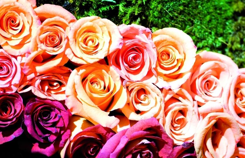 Un pom de roses durarà molt de temps