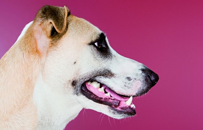 Els cucs intestinals poden causar la mort del gos