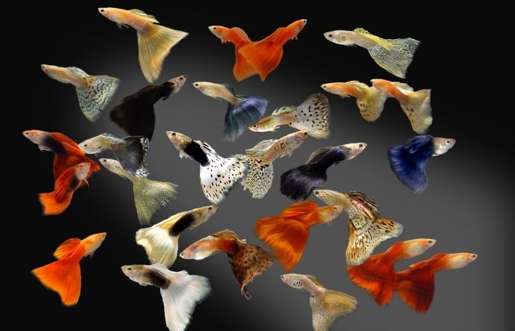 Els guppis són molt fàcils de fer criar