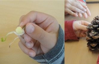 Els germinats tenen moltes vitamines