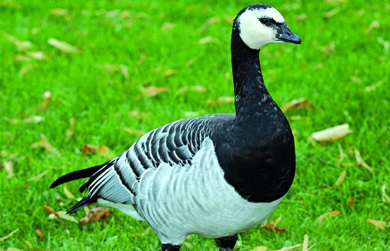 Aquesta oca cria en penya-segats