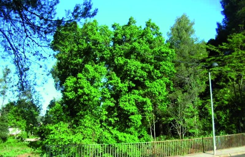 FOTO: Jordi Roca i Josep Castellví