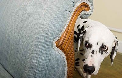 Quan un gos té por li canvia l'expressió de la cara