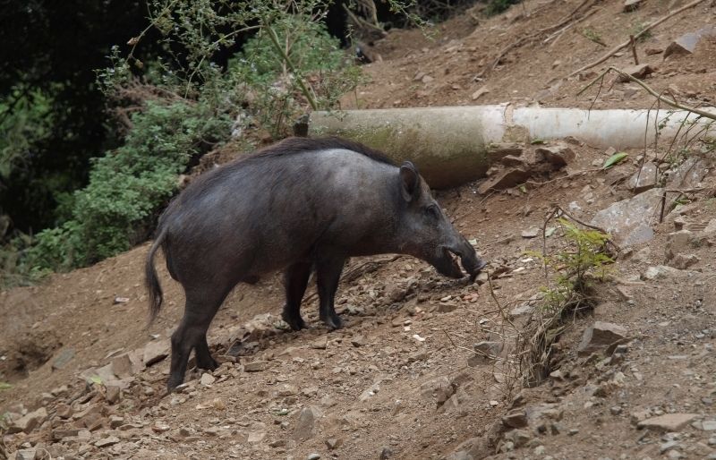 Els aguaits nocturns i les batudes són els mètodes utilitzats per controlar la població de senglars. FOTO: Artur Ribera