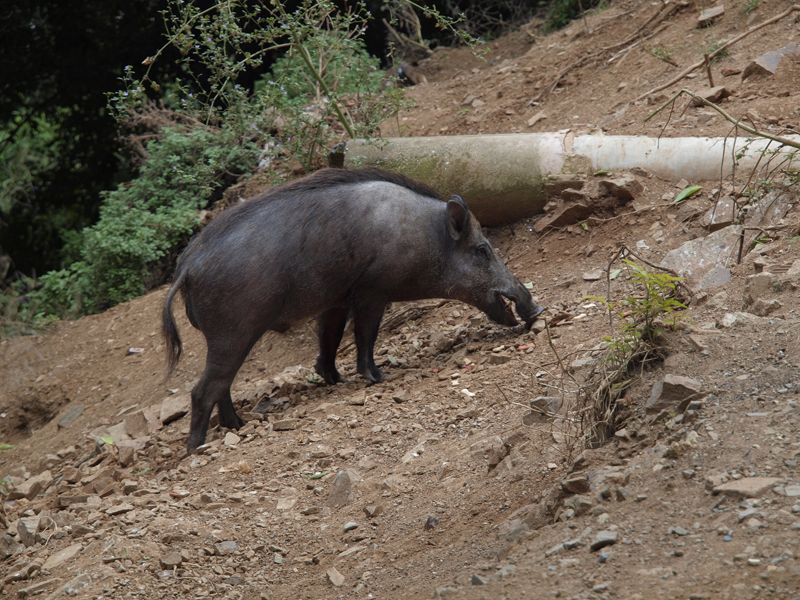 Un senglar per Collserola FOTO: Artur Ribera