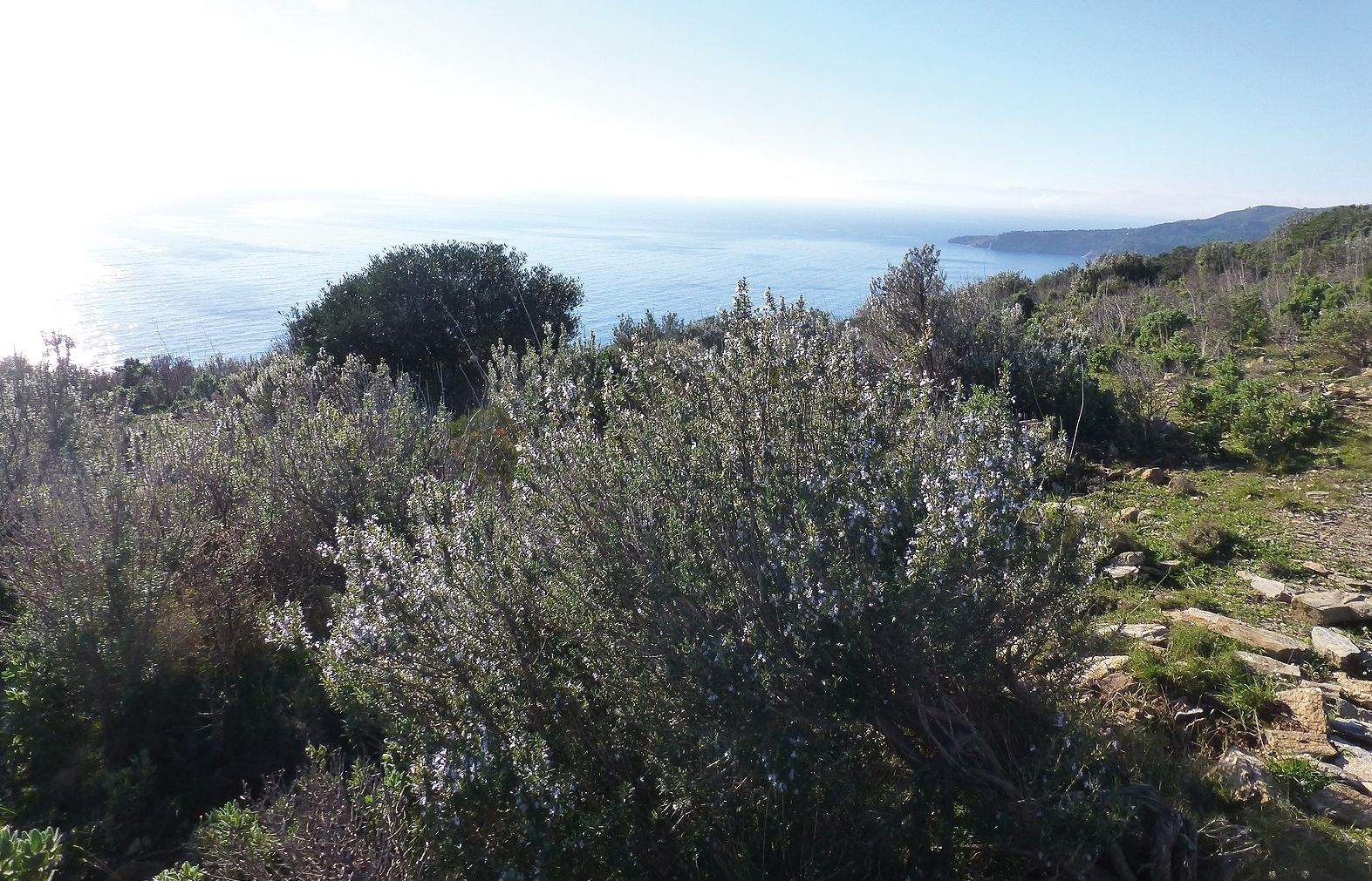 El romaní és conegut com el ginseng mediterrani