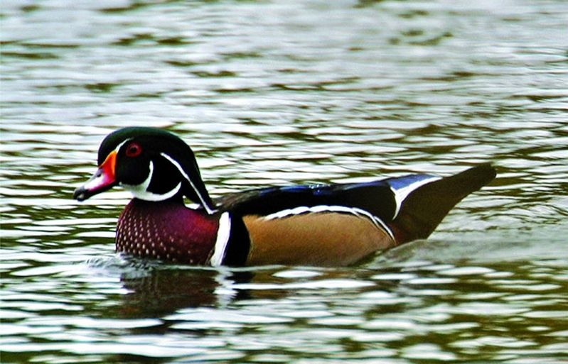 Antigament se'l caçava per a fer barrets amb les seves plomes