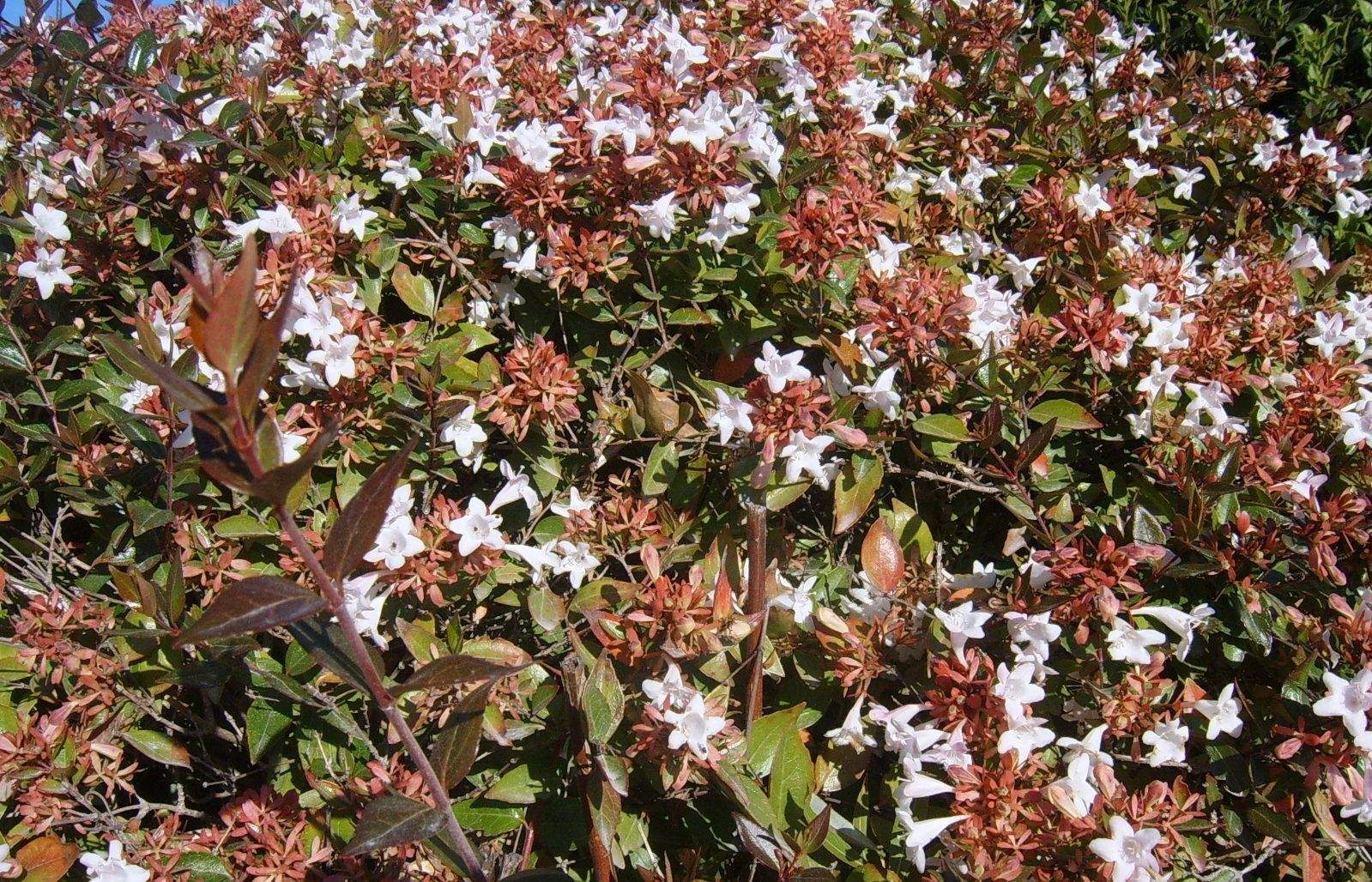 Cal aportar-li fertilitzant abans i després de la floració