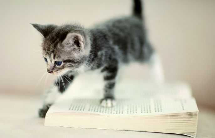 A partir de les cinc setmanes de vida ja es poden adoptar