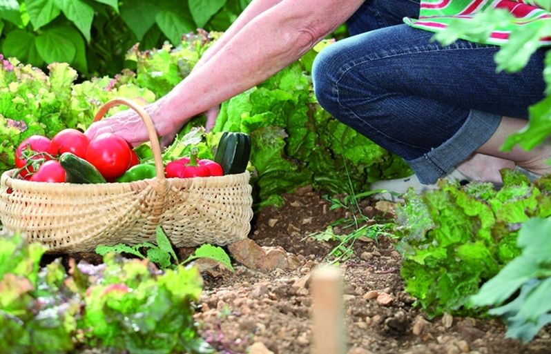 Espanya és el sisè país mundial en producció daliments ecològics