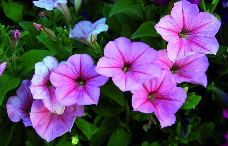 Aquestes plantes anuals són molt delicades