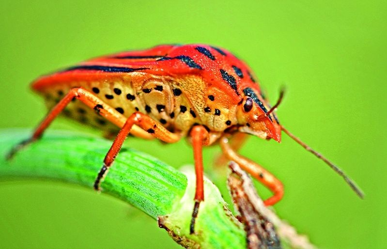 Aquest insecte acostume a veure's lligat a algunes plantes
