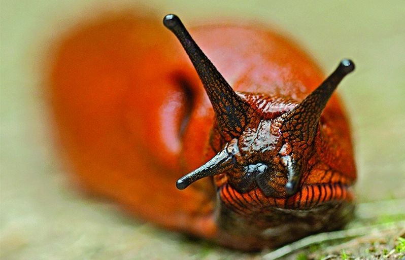 Aquests insectes són crepusculars i nocturns