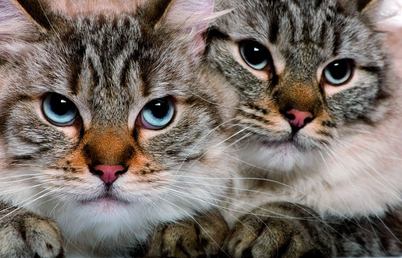 Amb els anys, els gats perden oïda