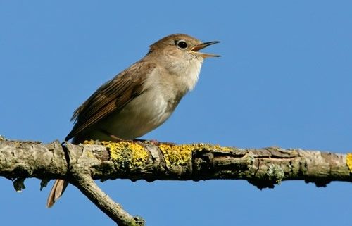 Russinyol. FOTO: Cedida