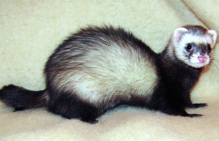 És possible ensinistrar les fures i ensenyar-lis trucs