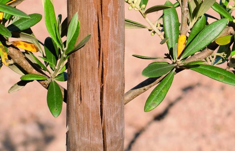Per assegurar que un arbre creixi recte, subjecteu-li a un pal