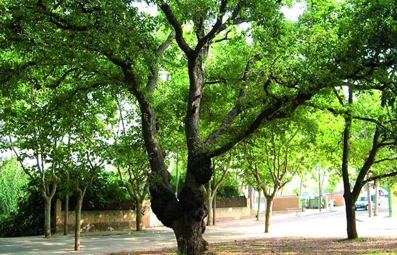 FOTO: Jordi Roca i Josep Castellví