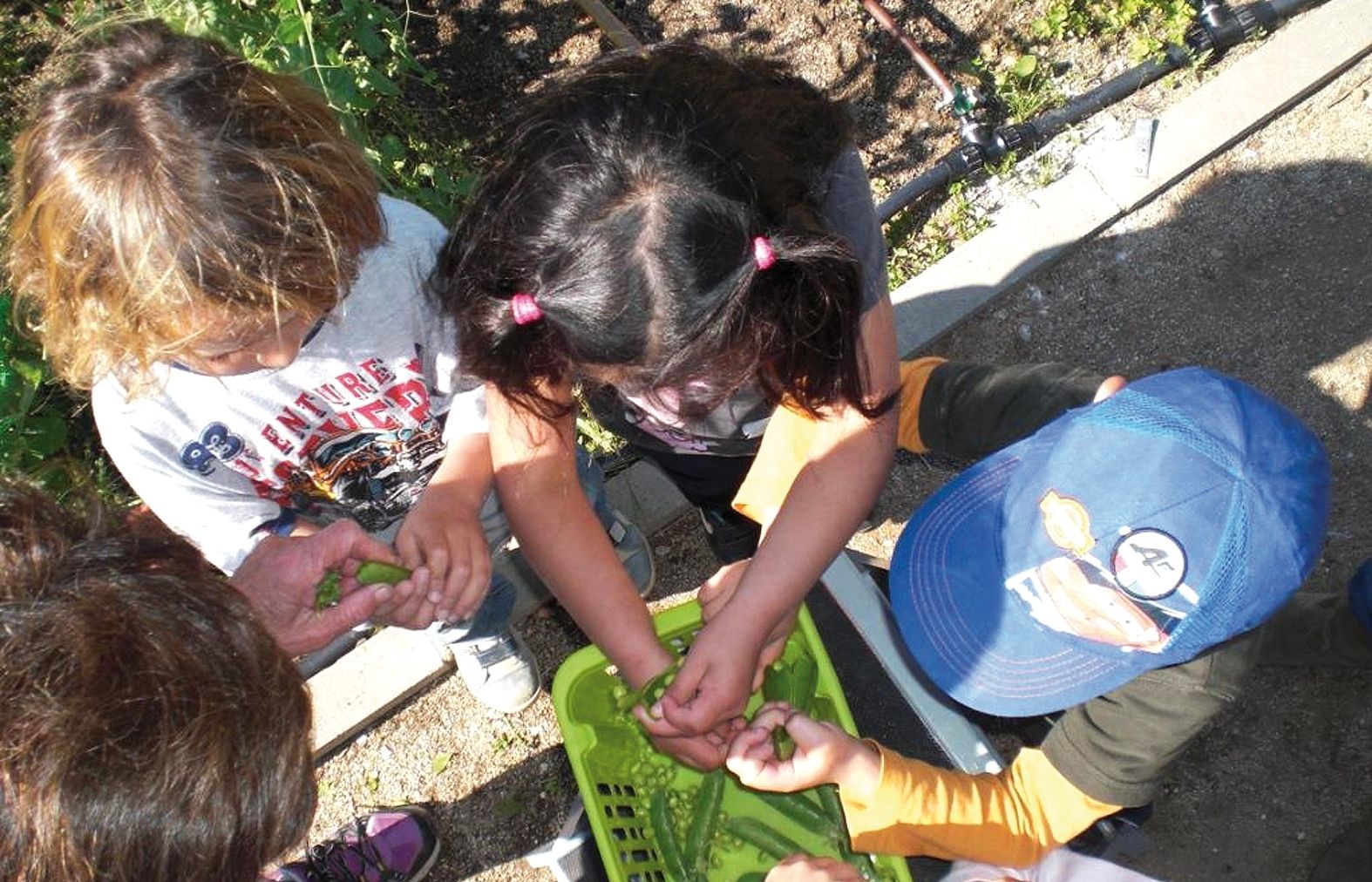 Conservar bé les llavors permet obtenir plantes noves