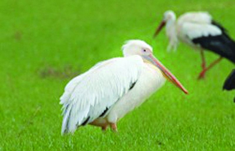 Aquest ocell menja principalment peixos