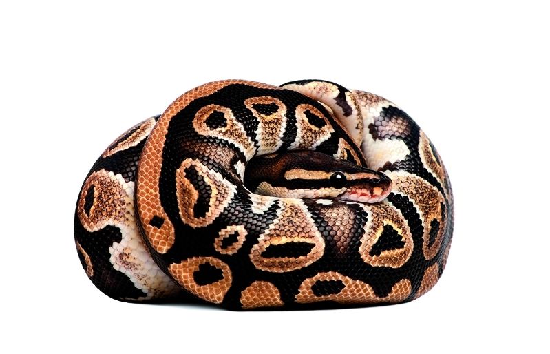 Aquesta pitó pot viure entre 20 i 30 anys