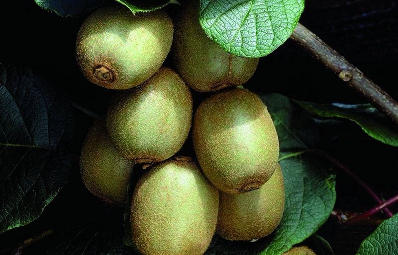 El kiwi es pot conrear mitjançant llavors o plantetes