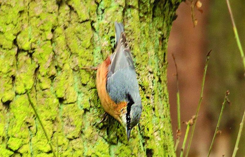 Aquest ocell té un cant molt característic