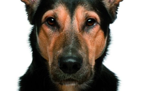 Quan un gos ens amenaci no l'hem de mirar als ulls