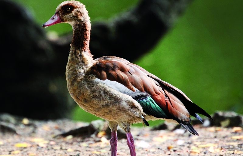 Aquesta oca era sagrada per als egipcis