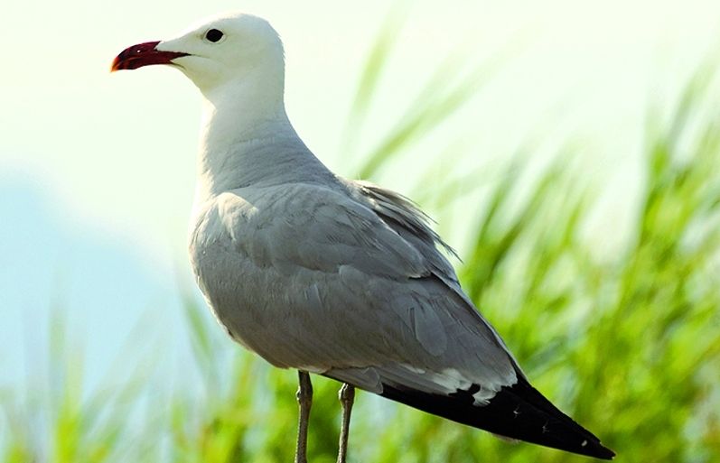 La població catalana de gavina corsa fa gairebé la meitat de la població mundial