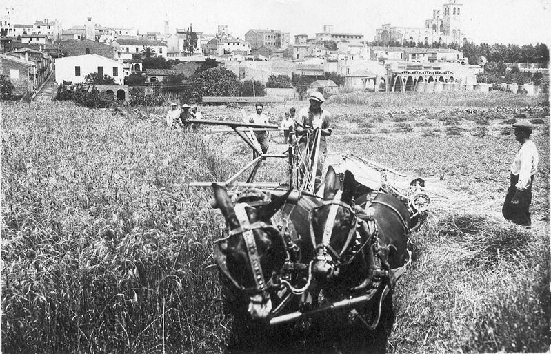 Segant al Pla del Vinyet als anys 50. FOTO: Arxiu