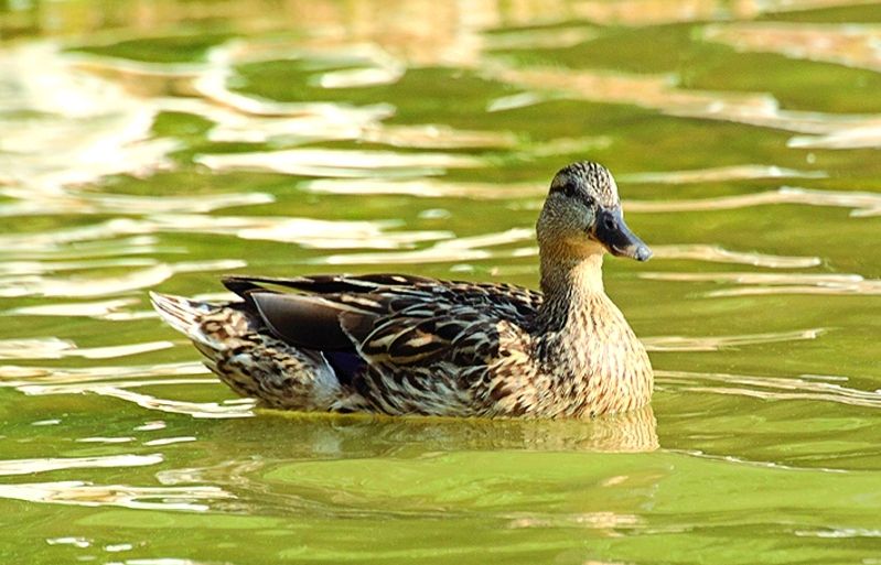 Se'l pot trobar en parcs urbans